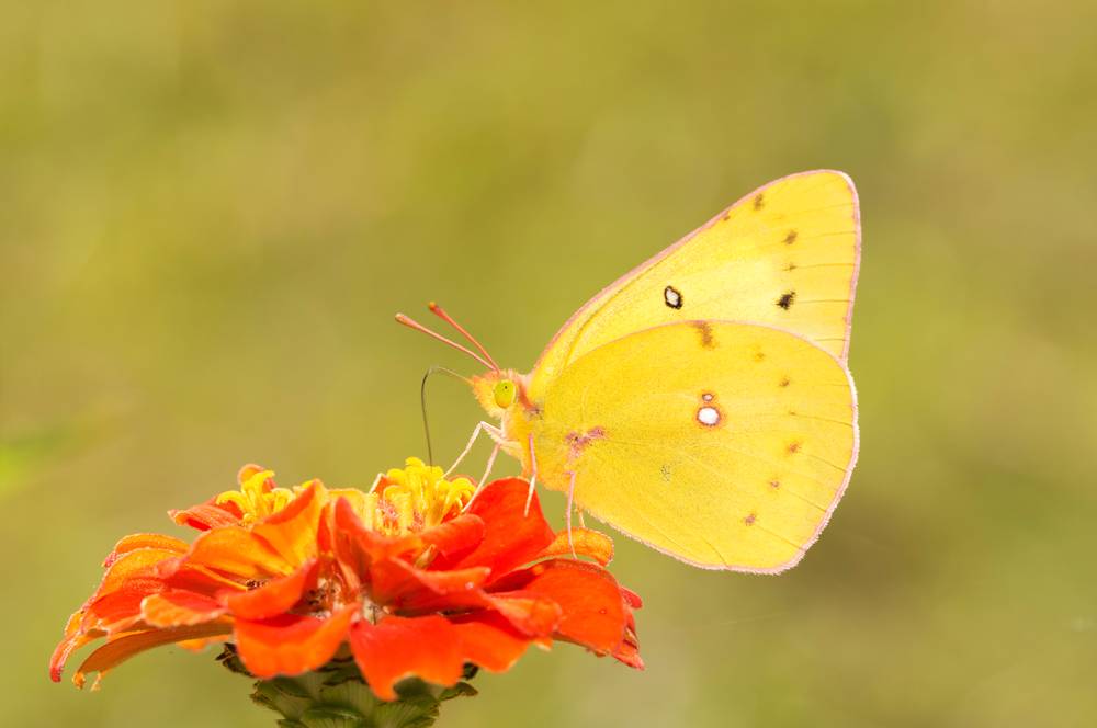 Orange Sulphur